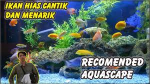 Atau ingin tahu model aquarium air tawar dan cara menghias aquarium murah? Aquarium Ikan Hias Beragam Aneka Ikan Hias Rekomendasi Untuk Aquascape Youtube
