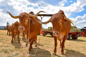 Heritage cattle company is home to many national and international brahman champions. Afrikaner Cattle Origin Characteristics Uses Cattle Nguni Cattle Cow Pictures