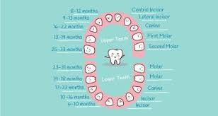It's understandable that many parents of teething babies will want to refer to a baby teeth chart to try to understand when to expect them to come in. Baby Teething Chart What Order Do They Come In Mama Natural