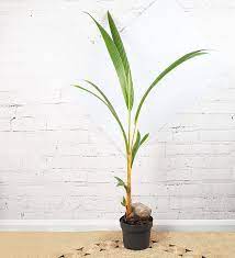 Coconut palm is a tree with a slim and smooth trunk, a crown of leaves, and rounded, green or yellow fruit. Coconut Palm Plants Coconut Palm Palm Plant