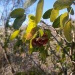 Image result for Afroqueta