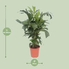 Image result for Caryota