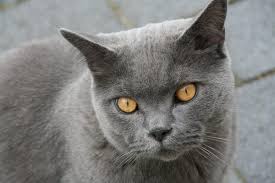 The british short hair breed make ideal pets due to their calm temperement, intelligent behaviour and interraction with humans. Best Toys For A British Shorthair Cat And How To Choose Them Scottish Fold Cats And Kittens Cat Breed Information Scottish Fold Cats And Kittens Cat Breed Information