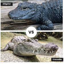 Alligator Vs Crocodile What S The Difference Well You Ve Come To Right Place Here S The Simple Answer And The More Co Crocodile Alligator American Crocodile