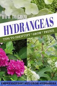 Hydrangeasgrowingtips 39265827989196568 Empressofdirt Including Gardening Hydrangea Varieties Ide Growing Hydrangeas Hydrangea Care Types Of Hydrangeas