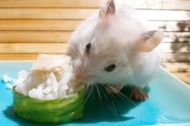 Check spelling or type a new query. Apakah Hamster Bisa Makan Beras Atau Nasi Si Binatang