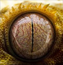 Eyes Of The Wild Reptile Eye Crested Gecko Eyes