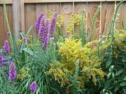 We did not find results for: See 25 Native Ohio Perennials For Your Garden Vibrant Color And Deer Resistant Cleveland Com