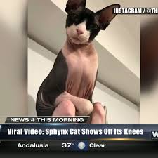Jasper the cat is hairless by nature, but he hasn't always lacked eyeballs: Sphynx Cat Named Arlo Shows Off Knees In Viral Video