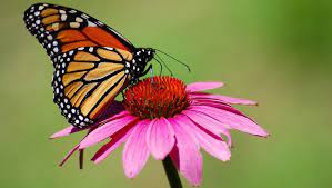 Above all else, a wide variety of flowers that bloom throughout the growing season will bring butterflies from far afield. 20 Proven Plants That Attract Butterflies 2021 Guide Bird Watching Hq