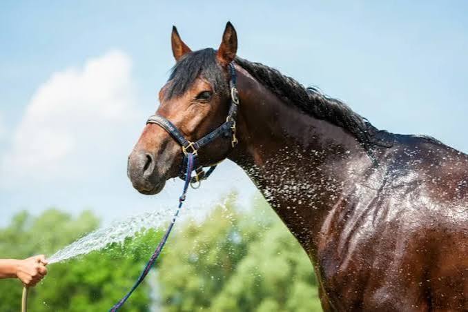 I cavalli e il caldo: consigli utili per le torride giornate estive | zooplus Magazine