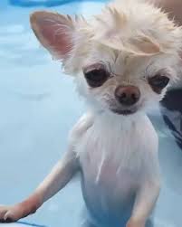 1,000+ vectors, stock photos & psd files. 14 Cute Photos Of Chihuahuas Bathing In The Water Page 2 Of 4 Petpress Chihuahua Puppies Funny Chihuahua Pictures Cute Chihuahua