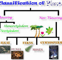 Growing conditions, possible problems, pictures and description. Effective And Creative Lesson Plans For Teachers By Teacher Lesson Plan Of Plants Flowering Non Flowering Plants