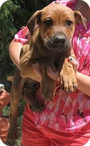 Labrador retriever mix ( 4. Corona Ca Great Dane Meet Great Dane Lab Pups A A Pet For Adoption