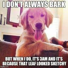 Pin By Pet Health And Wellness Dr On Giggles Golden Retriever Funny Funny Animal Memes Funny Dog Memes