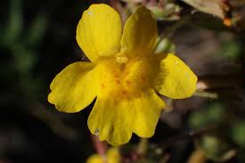 Image result for Phrymaceae