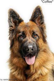 Best puzzle toys for german shepherds there are lots of exciting and engaging dog puzzle toys on the market. German Shepherd Dogs German Shepherd Mom German Shepherd