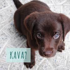 Chocolate and dogs are my two favorite things. 200 Unique Brown Dog Names Chocolate And Golden Brown Pethelpful