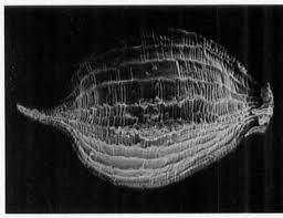 Image result for Ascolepis lineariglumis