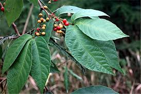 Image result for Allophylus africanus