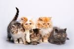 Persian Cat Breed Information, Pictures, Characteristics ...