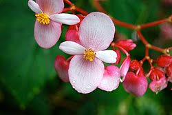 Image result for Begonia oxyloba