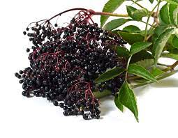 Für die genussreiche küche und zum heilen ist er ein tausendsassa, der uns gleich zweimal im jahr. Reifezeit Beim Holunder Wann Sind Seine Beeren Reif