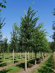 European white elm (ulmus laevis pallas) populations are scarce, small and fragmented in the iberian peninsula. Ulmus Laevis European White Elm Fluttering Elm Russian Elm Van Den Berk Nurseries