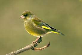 Pin On Birds World