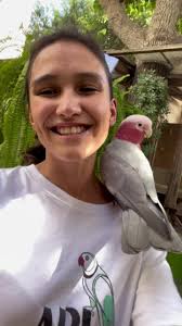 Cacatua Alba Criadero Peru