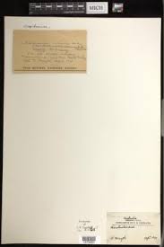 Image result for Crepidomanes chevalieri