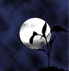 Planting with the Moon
