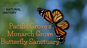 Check spelling or type a new query. Monarch Viewing Pacific Grove Museum Of Natural History