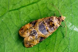 Image result for Lobesia botrana grapevine