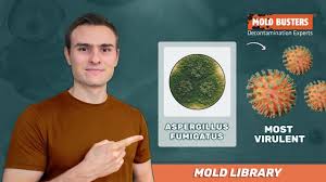 Image result for Asparagus aspergillus