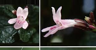 Image result for Isoglossa gregorii