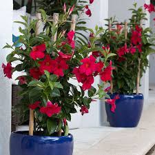 Image result for mandevilla obrázek