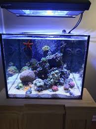Pin On Saltwater And Reef Aquarium Corals