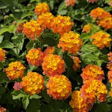 Image result for Lantana moldenkei