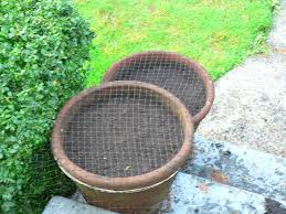 We did not find results for: Squirrel Proof Pots The Squirrels Kept Digging Up My Tulip Bulbs In These Two Planters To Solve The Probl Garden Bulbs Squirrel Proof Garden No Dig Gardening