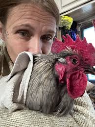 This rooster decided to take a round out of this poor innocent sucky dog…  who may or may not have killed one of his hens a couple months back… he  actually caught