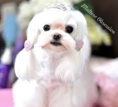 Pin On Pets