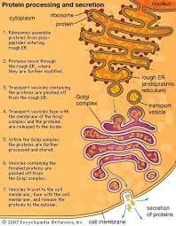 Pin By Alyson Swimm On Scientific Explorer Teaching Biology Biology Lessons Science Biology