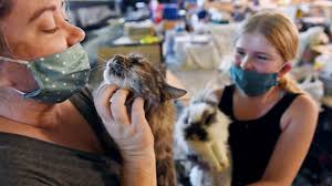 Most relevant sacramento bee classified pets websites. The Sacramento Bee Evacuated Foothill Pets Finding Shelter From Creek Fire Facebook