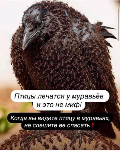 🐦 ����� ������� � �������� � ��� �� ���!, ����� ����� ��������� ����  ������� ��� ��������� ����������, ��� �� ������ ������� ��������, ���  ����� ����� � ��������., ������ � ������ ����� ���� �������� ...