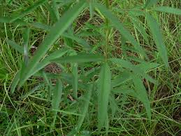 Image result for Crotalaria lanceolata