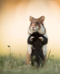 Hamster Forum Fur Naturfotografen Niedliche Tiere Susseste Haustiere Saugetiere