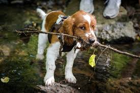 Welsh springer spaniel temperament, personality, training, behavior, pros and cons, advice, and information, by michele welton, dog trainer, behavioral consultant, author of 15 dog books. Welsh Springer Spaniel Charakter Haltung Pflege Zooplus