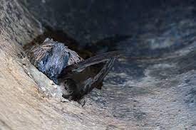 Chimney Swift Declines Result Of Human And Environmental Pressures