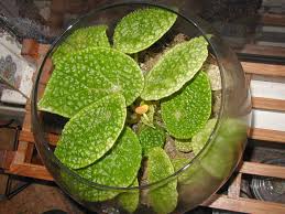 Image result for Begonia subscutata